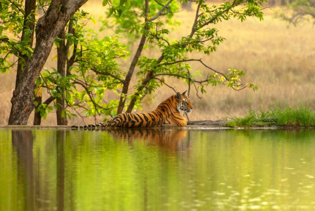 Ranthambore-National-Park-India-1-1