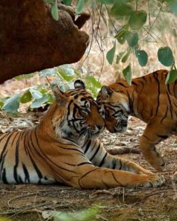 Read more about the article Golden Triangle Tour with Ranthambore Tiger Reserve